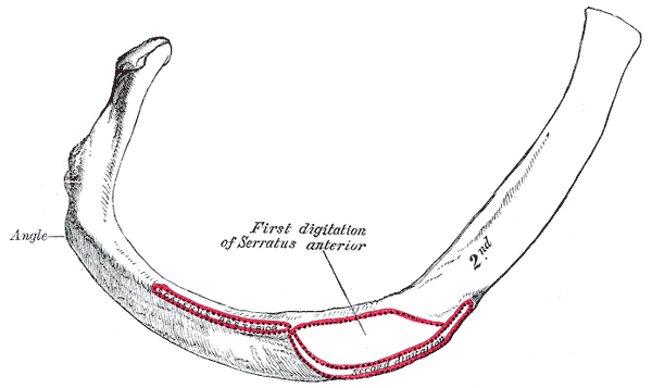 The Ribs, Second Peculiar rib