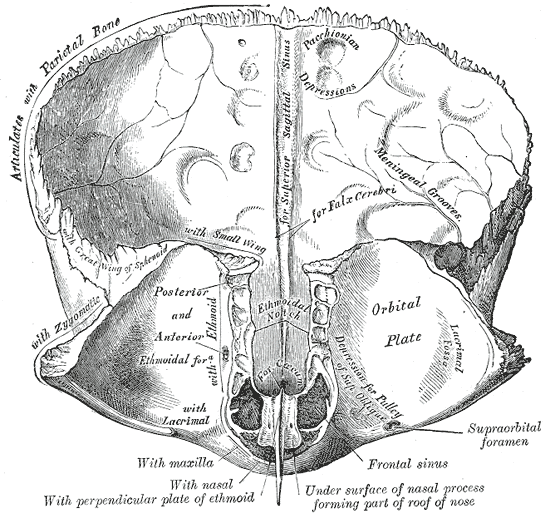 <p>Frontal bone; Inner surface, Posterior and Anterior Ethmoidal foramen, Orbital plate</p>