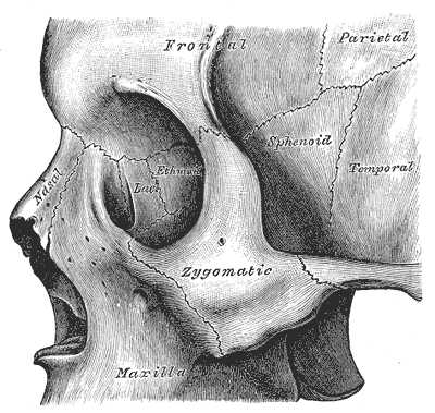 <p>Left Zygomatic Bone in Situ</p>
