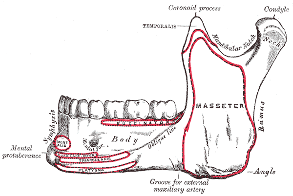 <p>Side View of the Mandible; Outer side, Lower Jaw</p>