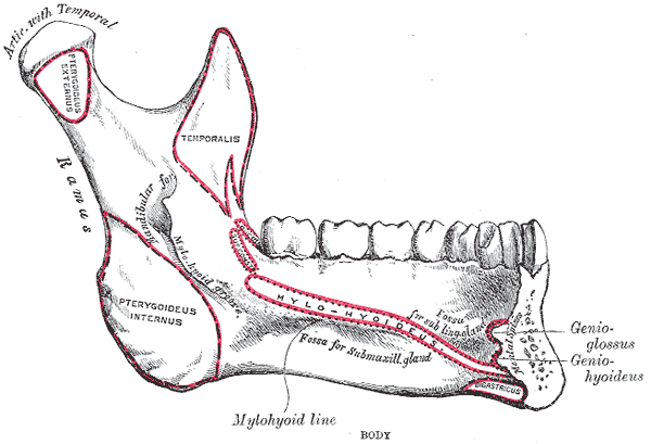 Side View of the Mandible; Interior View, Lower Jaw