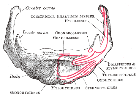 Hyoid bone; Anterior surface