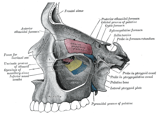 The Exterior of the Skull, Medial wall of left orbit, Frontal Sinus