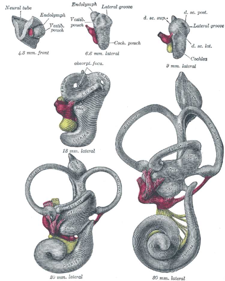 Vestibular System, semicircular canals