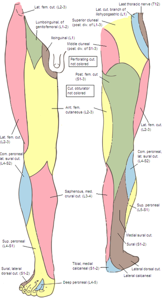 <p>Lower Limb, Peroneal Nerve</p>