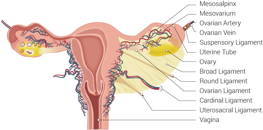 Uterus Ligaments, Mesosalpinx, Mesovarium, Ovarian Artery, Ovarian Vein, Suspensory Ligament, Uterine Tube, Ovary, Broad Ligament, Round Ligament, Ovarian Ligament, Cardinal Ligament, Uterosacral Ligament, Vagina