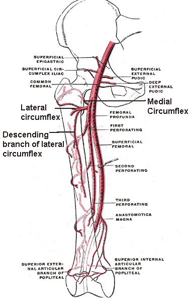 Femoral Artery, Branches of the Femoral Artery and Circumflex 