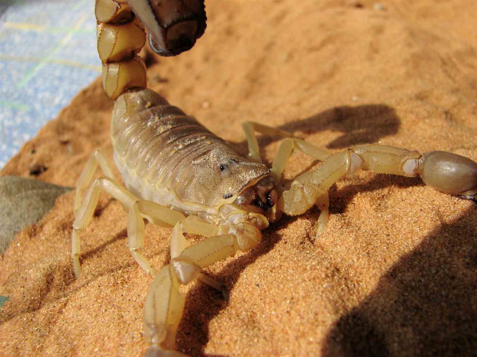 Scorpion Toxicity/Androctonus Australis, Adult Female