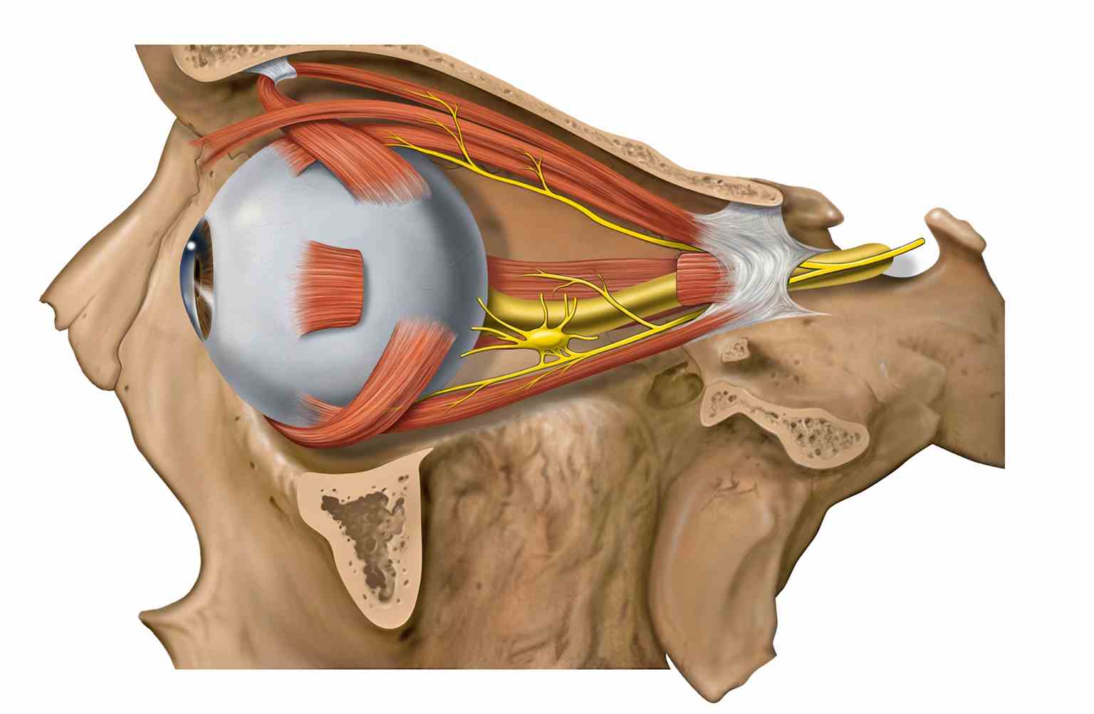 Lateral eye and orbit anatomy with nerves, Optic Nerve is depicted by yellow color.