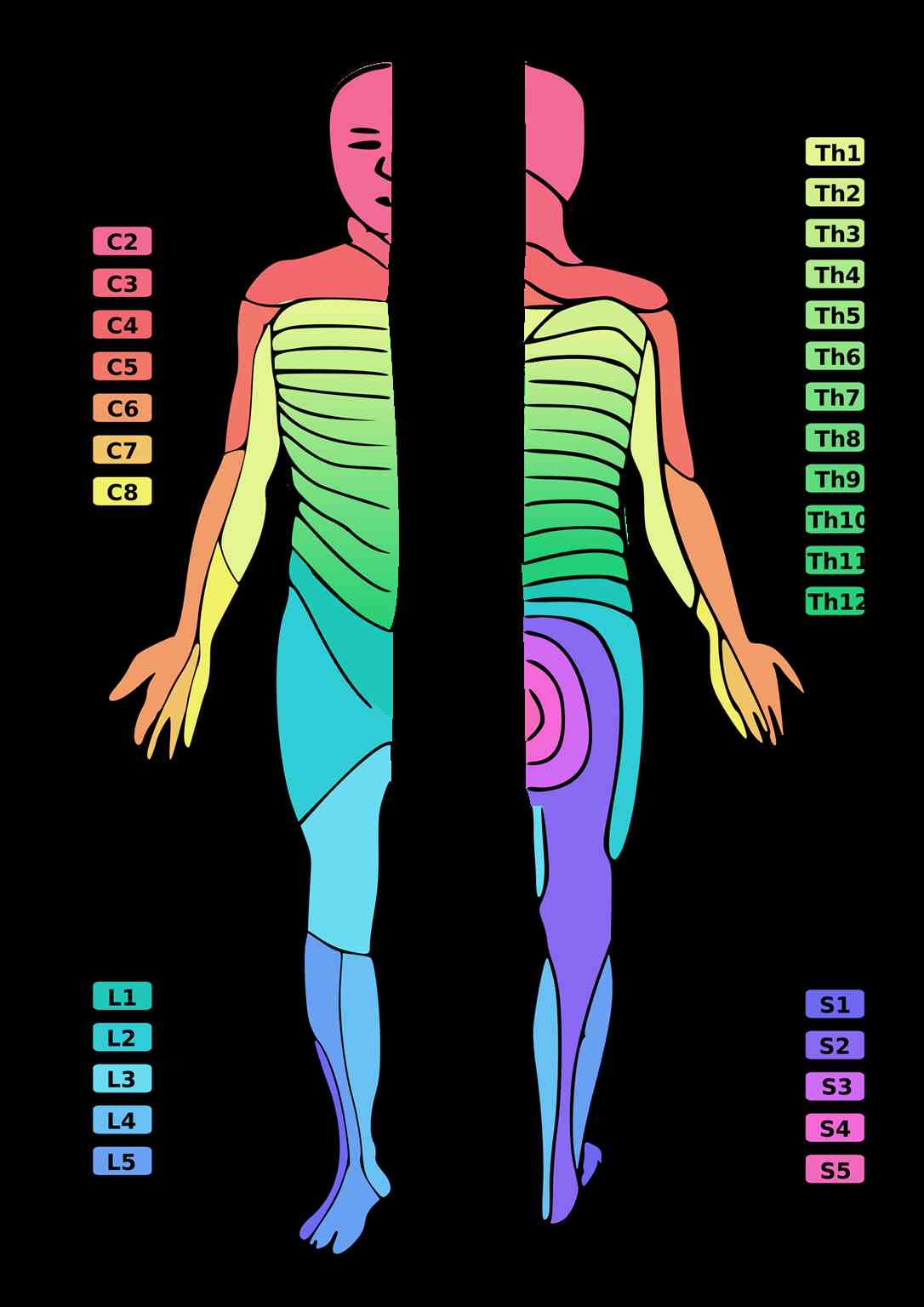 A diagram showing human dermatomes, i.e., skin regions with respect to the routing of their afferent nerves through the spinal cord.