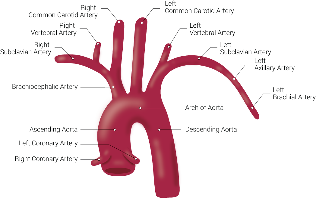 Abdominal Aorta Artery Branches