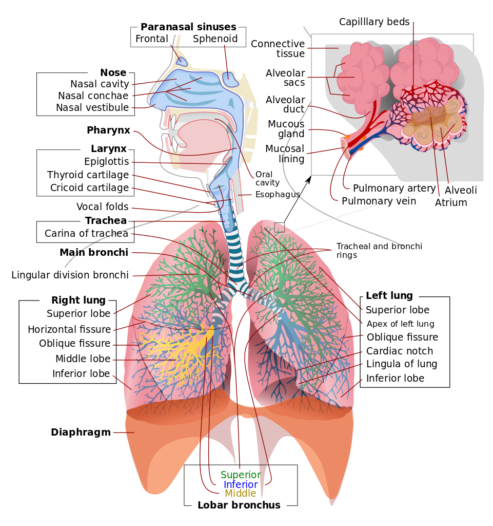 The respiratory system consists of the airways, the lungs, and the respiratory muscles that mediate the movement of air into 