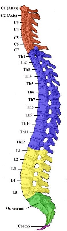 Vertebral column; coloured, Cervical, Lumbar, Thoracic, Os Sacrum, Coccyx