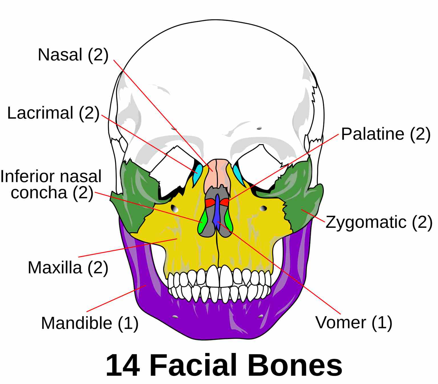 Facial skeleton, Mandible, Vomer, Maxilla, Zygomatic, Inferior nasal concha, palatine, Lacrimal, Nasal