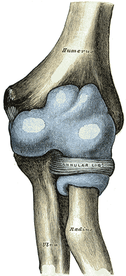 Capsule of elbow-joint (distended). Anterior aspect. (Nursemaid's elbow involves the head of radius slipping out from the anular ligament of radius.)
