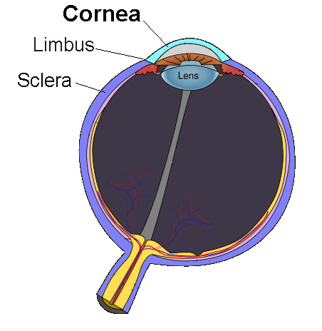 The cornea, as demarcated from the sclera by the corneal limbus.
