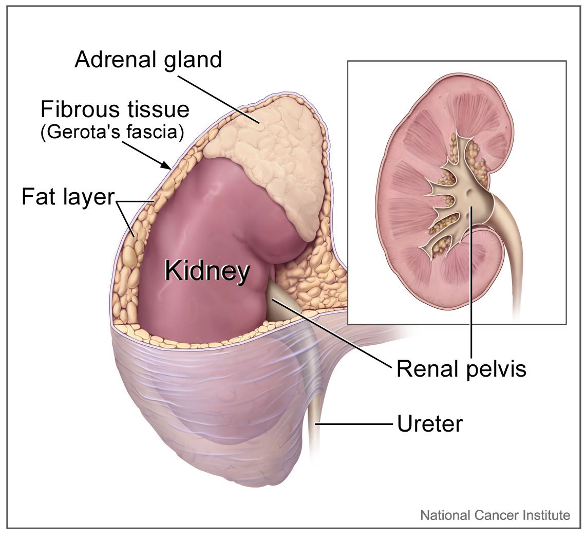 The kidney (including the surrounding fibrous tissue and fat layer, the renal pelvis, and the ureter) and the adrenal gland, as well as a close-up view of the renal pelvis.