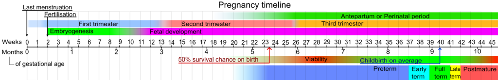 Timeline of pregnancy by weeks and months of gestational age.
