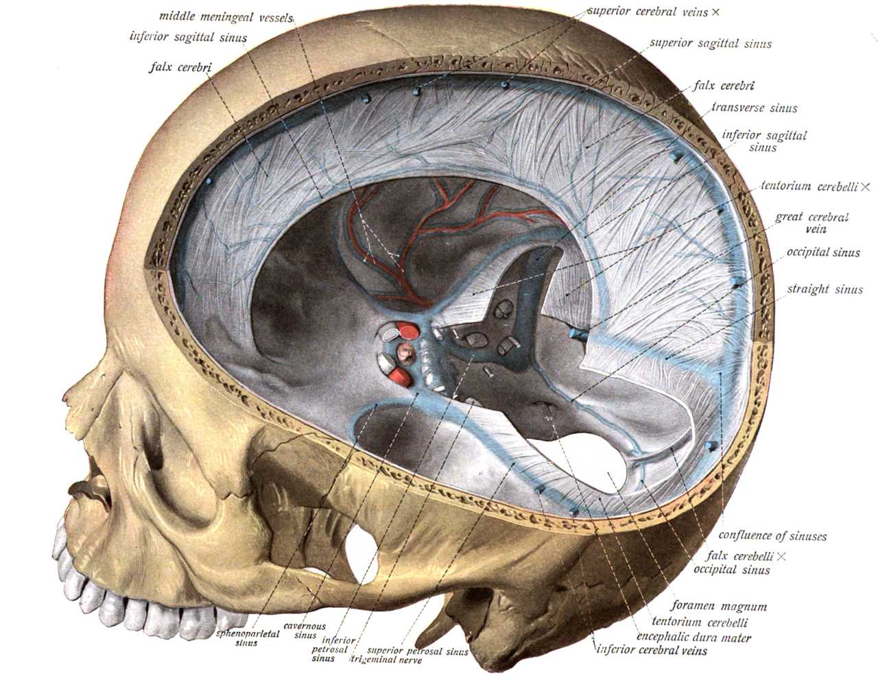 The dura mater extends into the skull cavity as the falx cerebri and tentorium cerebelli etc.