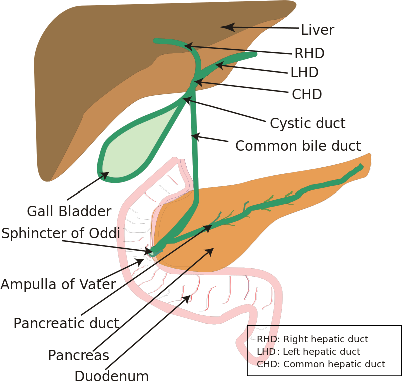 A diagram of the biliary system. Note that the ampulla of Vater is behind the major duodenal papilla. Sphincter of Oddi.