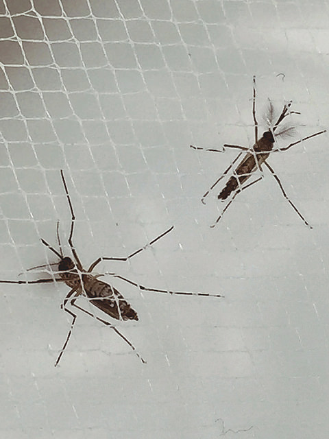Female on the left, Male on the right, Aedes Aegypti mosquitos, Zika Virus, Pathology