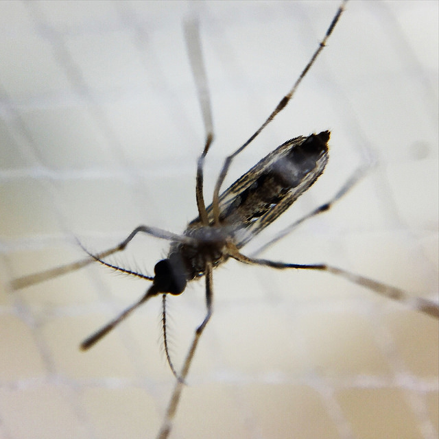 A Female Aedes Mosquito, Aedes aegypti mosquitoes, Zika virus, Pathology