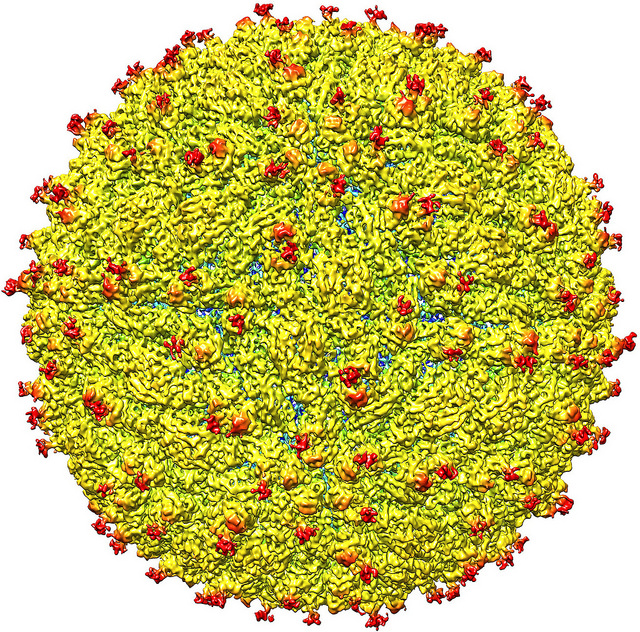 A representation of the surface of the Zika Virus, Pathology