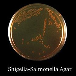 Shigella Salmonella Agar Plate