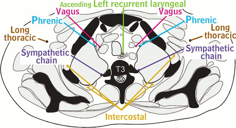 Nerves of Thorax Aquino, Ascending left recurrent laryngeal nerve, Vagus, Phrenic, Long thoracic, Sympathetic chain, Intercos