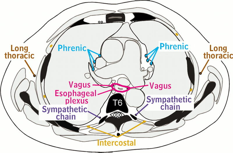 Nerves of Thorax Aquino et al, Radiographics, Long Thoracic Nerves, Phrenic Nerves, Vagus Nerves, Esophageal Plexus, Sympathe