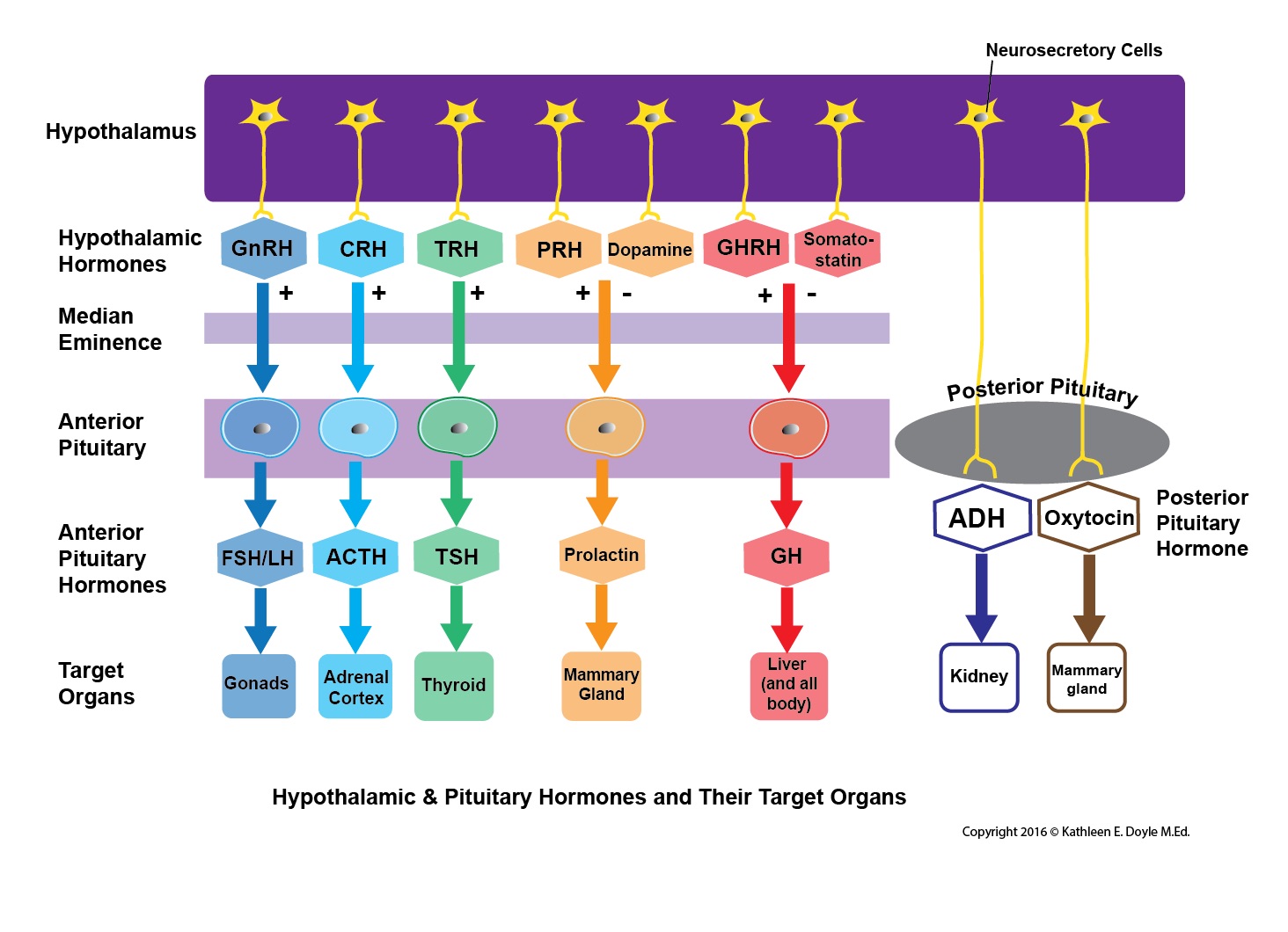 Hypothalamic and Pituitary Hormones and Their Target Organs