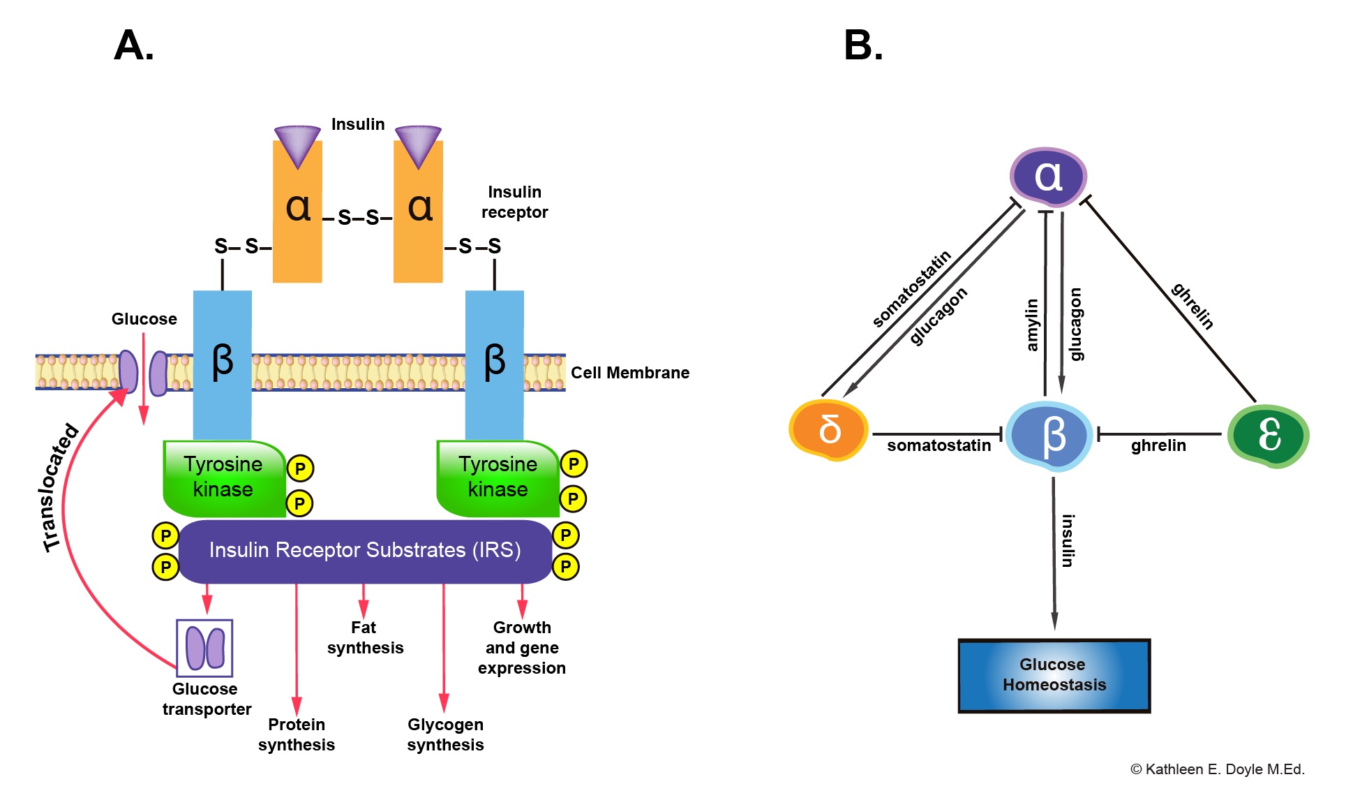 A; Insulin receptor and subsequent functions, B; Paracrine interaction between different types of pancreatic islet cells
