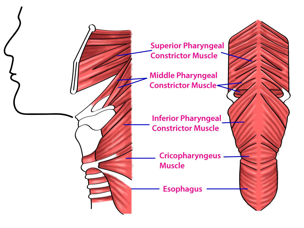 Superior, Middle, and Inferior Pharyngeal Muscles; and Cricopharyngeus Muscle