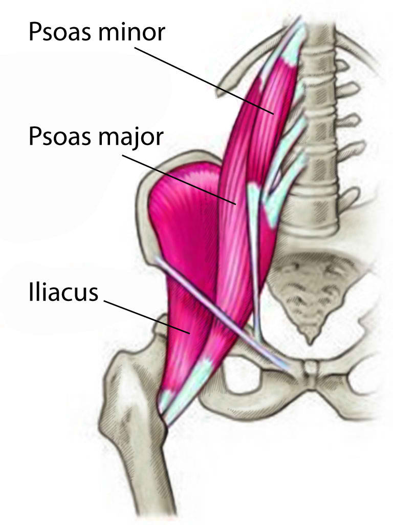 <p>Psoas Major and Minor Muscles and Iliacus Muscle</p>