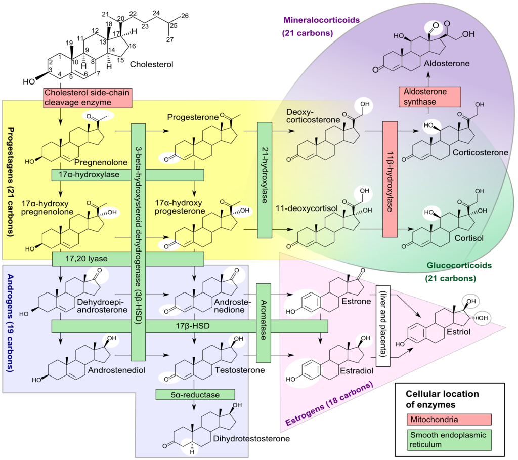 Adrenal Pathway, Mineralocorticoids, Progestagens, Androgens
