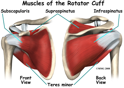 Anatomy of rotator cuff muscles
