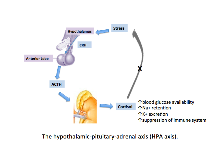 The hypothalamic-pituitary-adrenal (HPA) axis