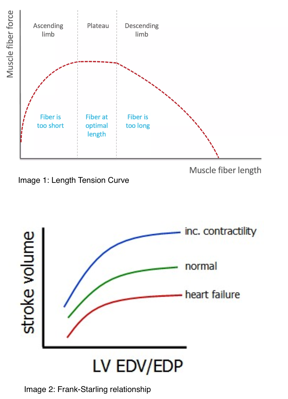 Frank-Starling relationship and length tension curve
