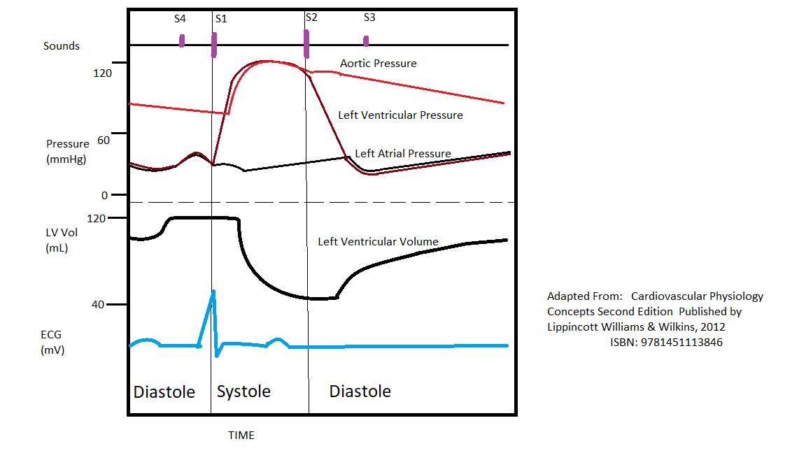 Wiggers Diagram including ECG/EKG, Ventricular pressure, Ventricular Volume, Heart Sounds
