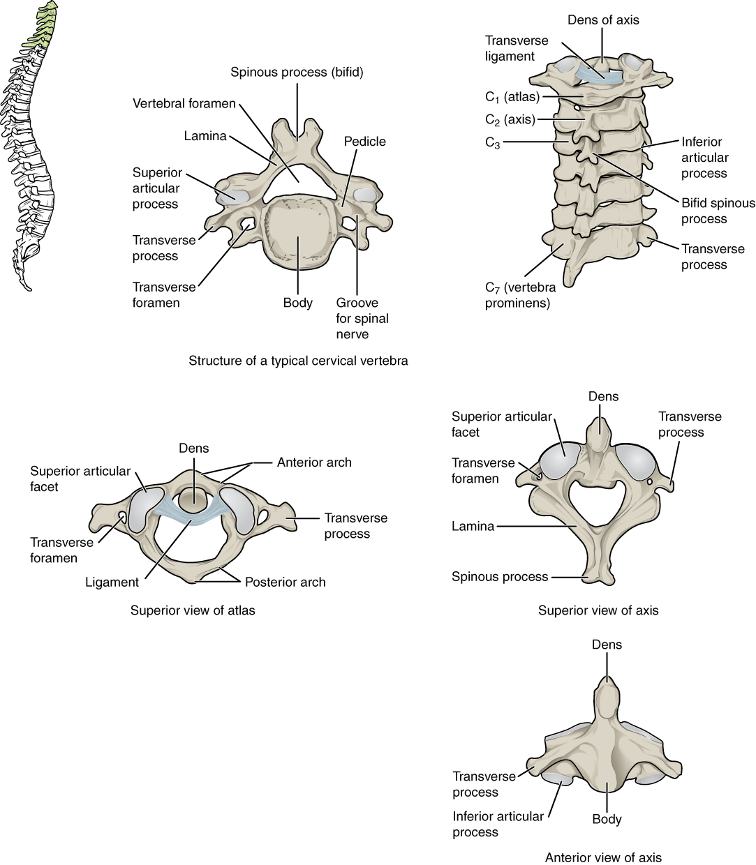 Cervical vertebra, cervical, axis, atlas, C1, c2, typical vertebra