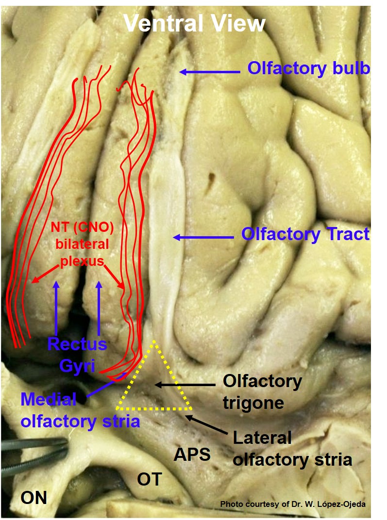 Basal view of a human brain dissection depicting the location of CN0 plexiform fibers over the medial surface of gyri recti. (APS, anterior perforated substance; ON, optic nerve; OT, optic tract)