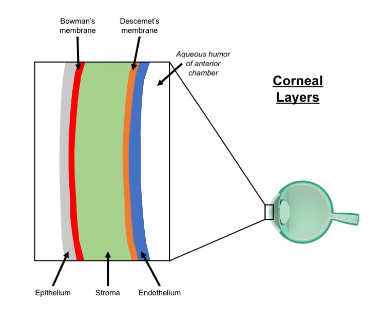 Schematic diagram of cornea (dimensions not to scale)