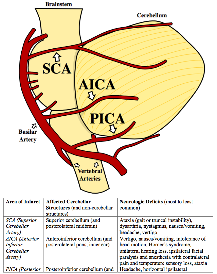 Cerebellar Arteries Table and Figure