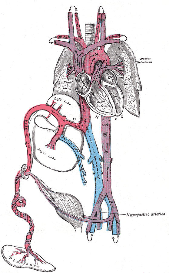 Ductus Arteriosus in fetal circulation