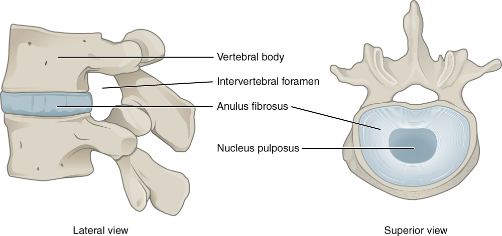 Intervertebral disc, anulus fibrosus, annulus fibrosus, nucleus pulposus.