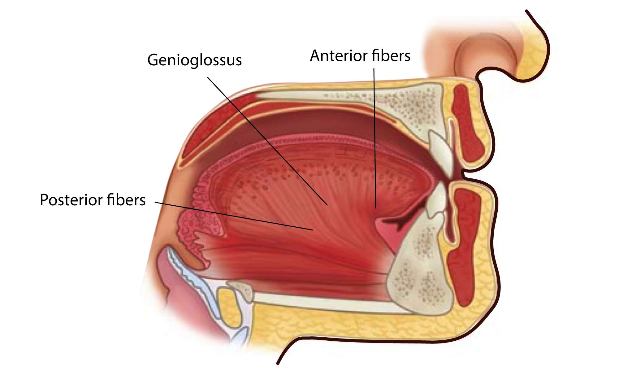 <p>Genioglossus Muscle</p>
