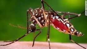 Aedes species mosquito