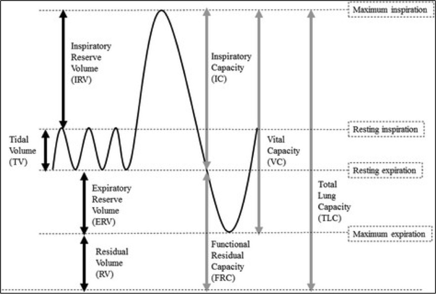 <p>Standard Lung Volumes and Capacities