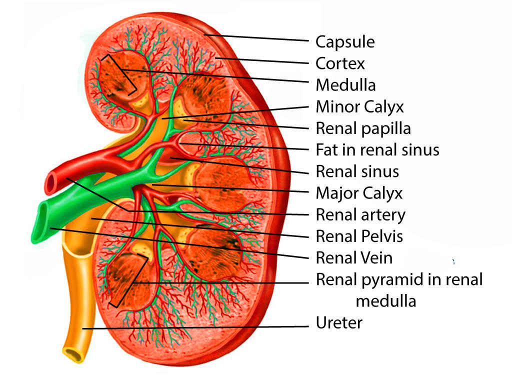 <p>Kidney Anatomy</p>