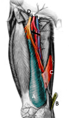 adductor canal in the upper leg